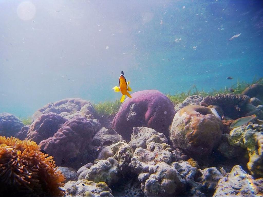 Alvi Star Inn Thulhaadhoo Bagian luar foto