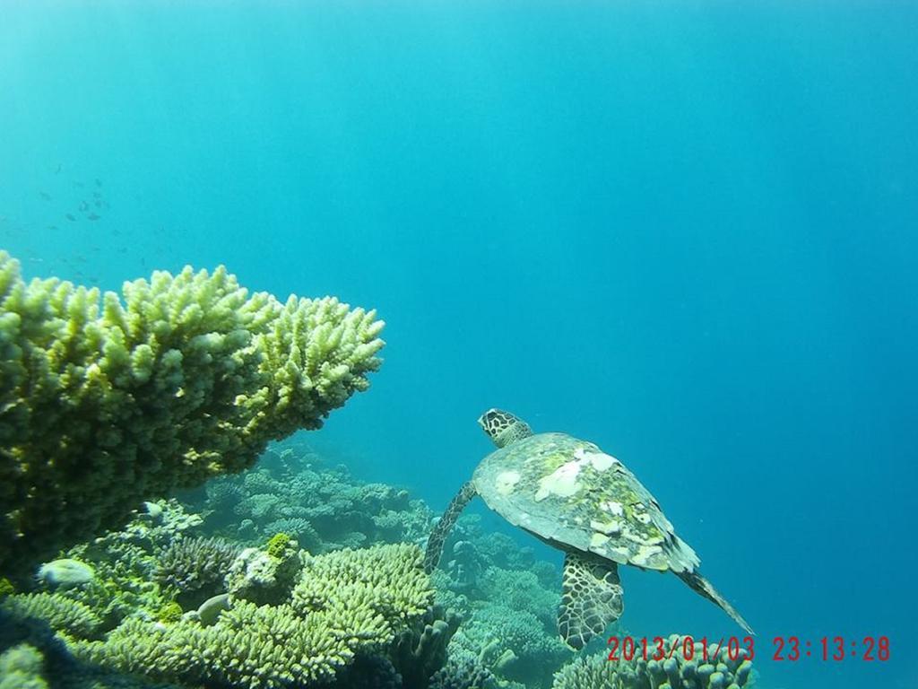 Alvi Star Inn Thulhaadhoo Bagian luar foto